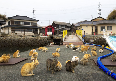 Aoshima Cat island Travel
