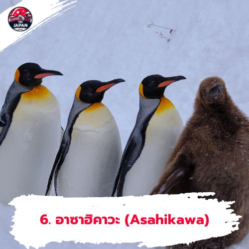 เที่ยวญี่ปุ่นหน้าหนาว สวนสัตว์อะซาฮิยาม่า อะซาฮิคาวะ ฮอกไกโด