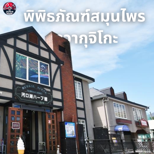 วางแผนเที่ยว คาวากุจิโกะ (Kawaguchiko) จุดชมวิวภูเขาไฟฟูจิสุดปัง
