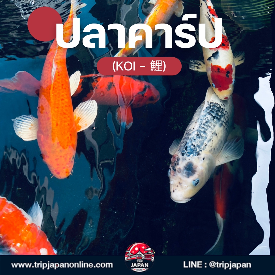 เที่ยวญี่ปุ่นให้สนุกกว่าเดิม ทำความรู้จัก 10 สัญลักษณ์ประจำชาติญี่ปุ่น ตั้งแต่ภูเขาไฟฟูจิถึงดาบซามูไร พร้อมพิกัดและเกร็ดวัฒนธรรมที่ต้องรู้