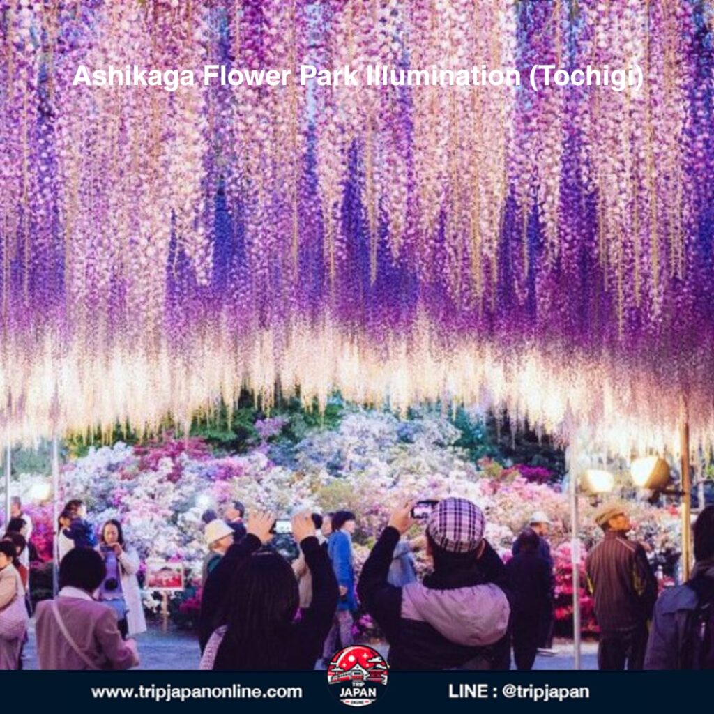  เที่ยวญี่ปุ่นช่วงคริสต์มาส ปี 2025 รวมเทศกาล แสงไฟ ตลาดคริสต์มาส และเมืองสุดโรแมนติกทั่วประเทศ พร้อมเคล็ดลับเตรียมตัวเที่ยวหน้าหนาว